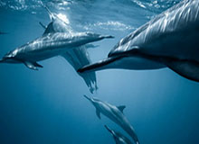 开云体育网站-蓉城进球功臣罗慕洛：期待为成都带回一座冠军奖杯